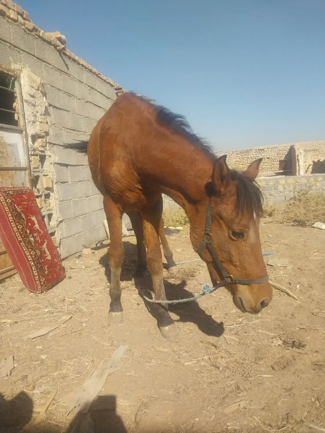 کره اسب ماده|اسب و تجهیزات اسب‌سواری|آران و بیدگل, |دیوار