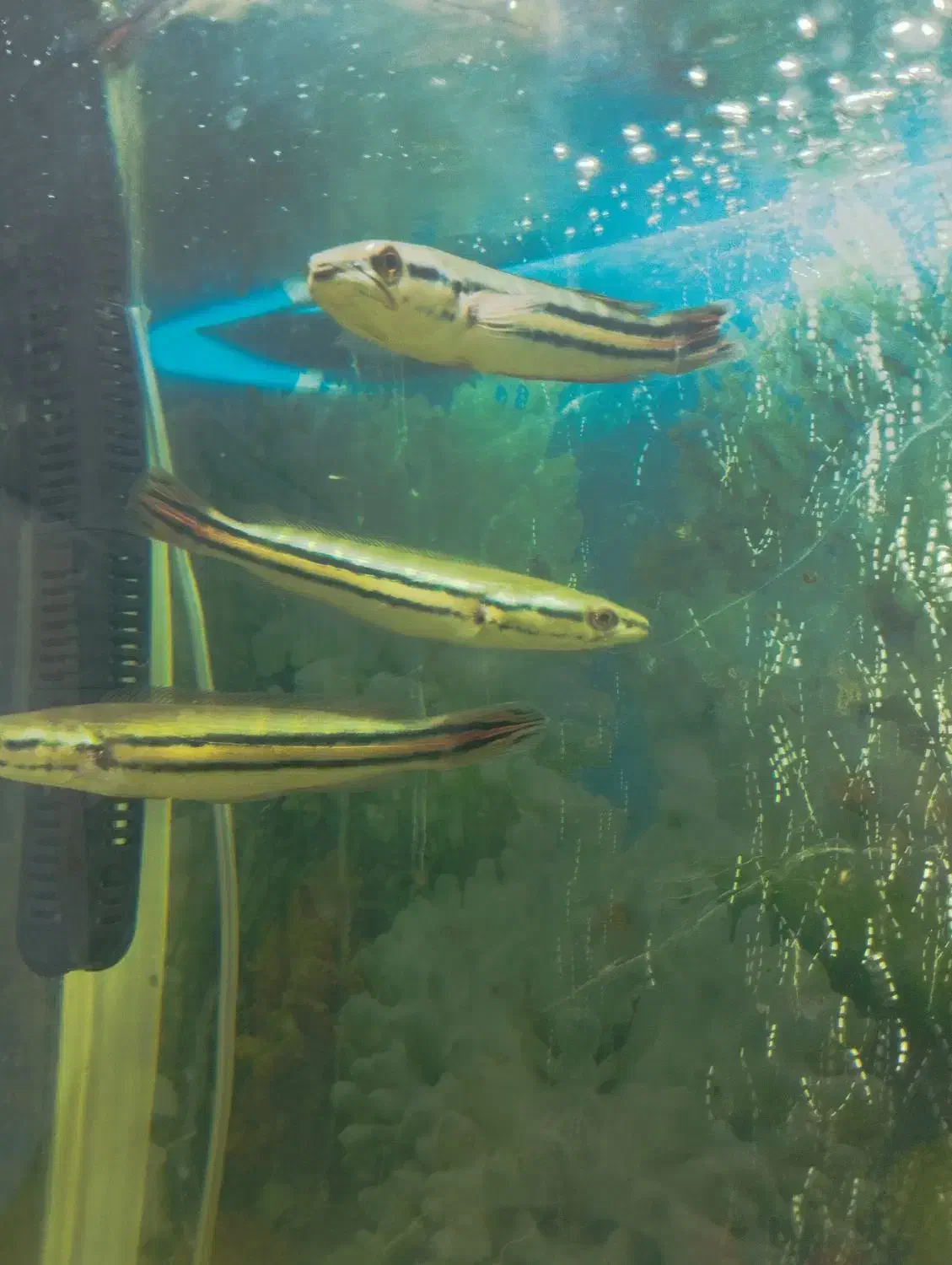 ماهی گوشتخوار وارداتی|ماهی|رباط‌کریم, رباط‌کریم|دیوار