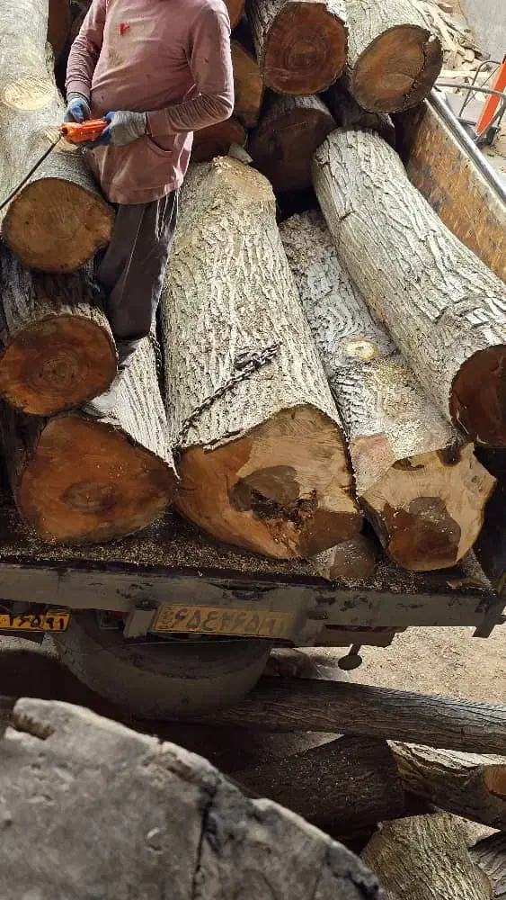 خریدار چوب انواع درختان باغی با بالاترین قیمت|خدمات باغبانی و درختکاری|محمدشهر, سیدآباد|دیوار