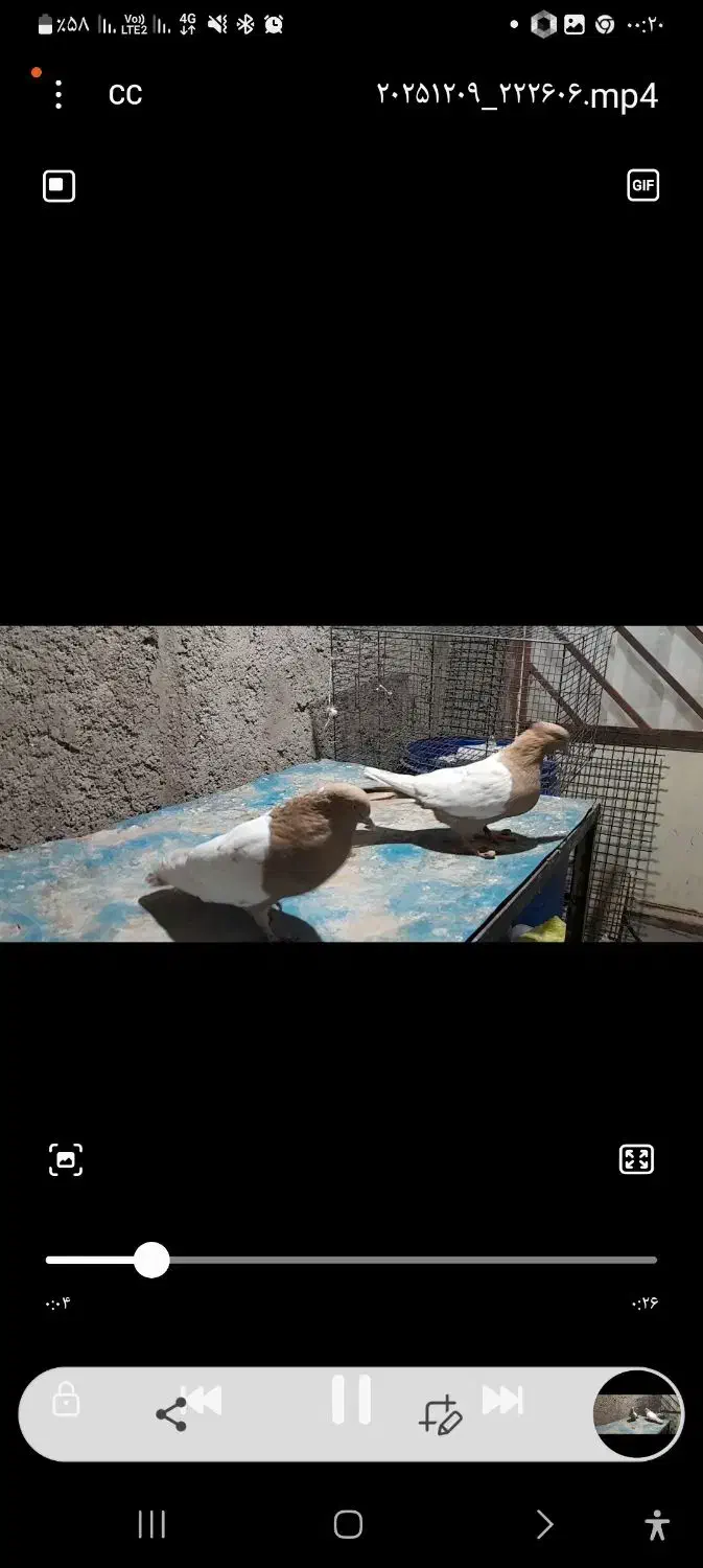 دو جفت کفتر رنگی امری سیاه کلای و سینه زرد|پرنده|رفسنجان, |دیوار