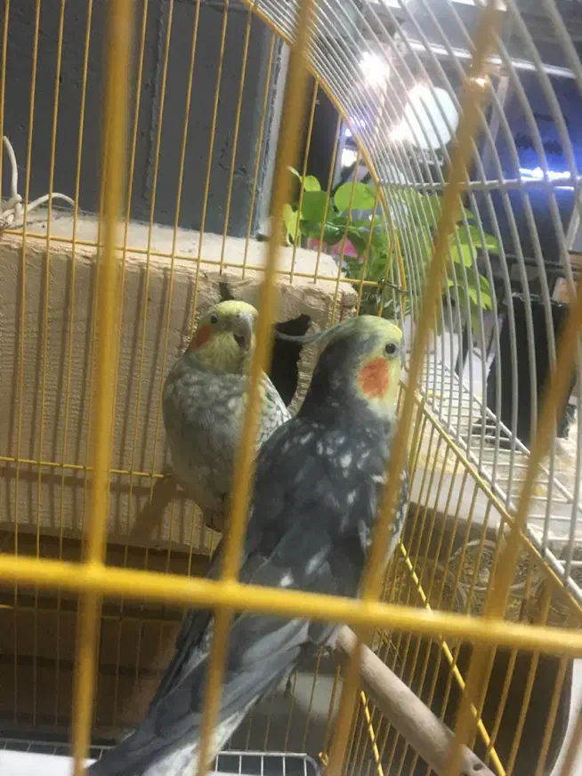 طوطی عروس|پرنده|آمل, |دیوار