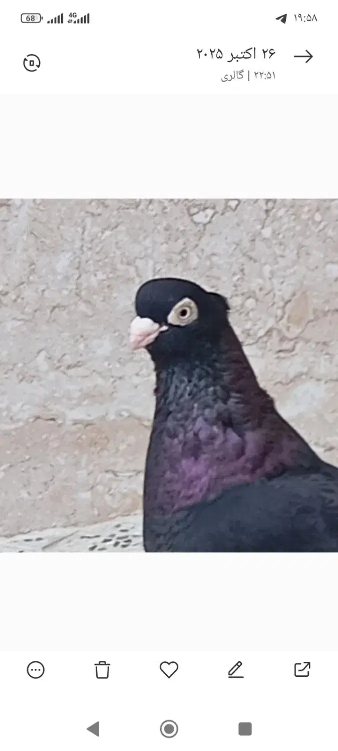 با سلام یک جفت صرب درجه یک.|پرنده|آذرشهر, |دیوار