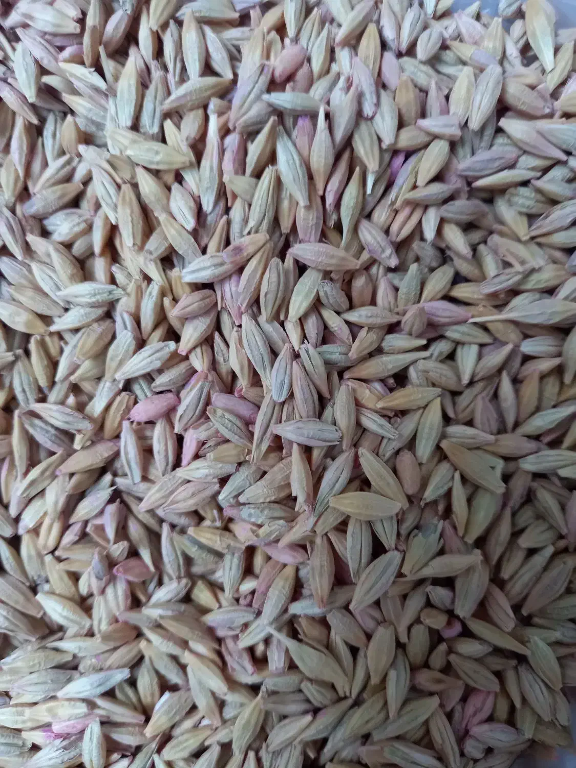 جو وگندم فروش|لوازم جانبی حیوانات|دالاهو, |دیوار