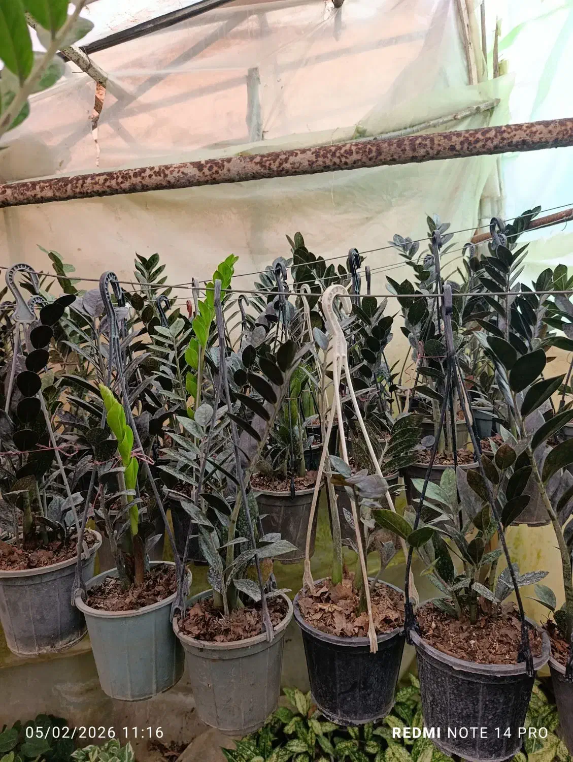 گل های آپارتمانی|گل و گیاه طبیعی|رشت, حومه رشت|دیوار