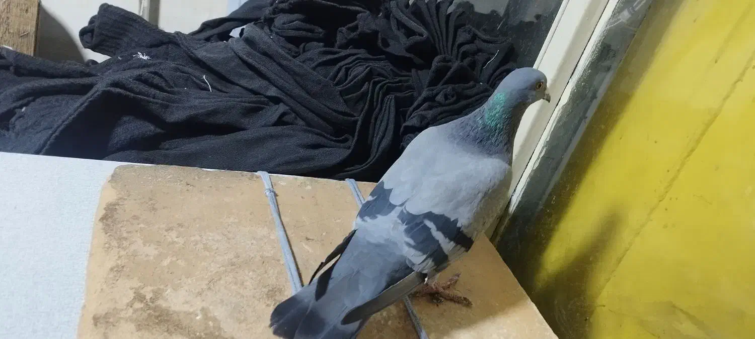 کبوتر.پلاکی. ماده.ازبلندی گرفتم|پرنده|تهران, مولوی|دیوار