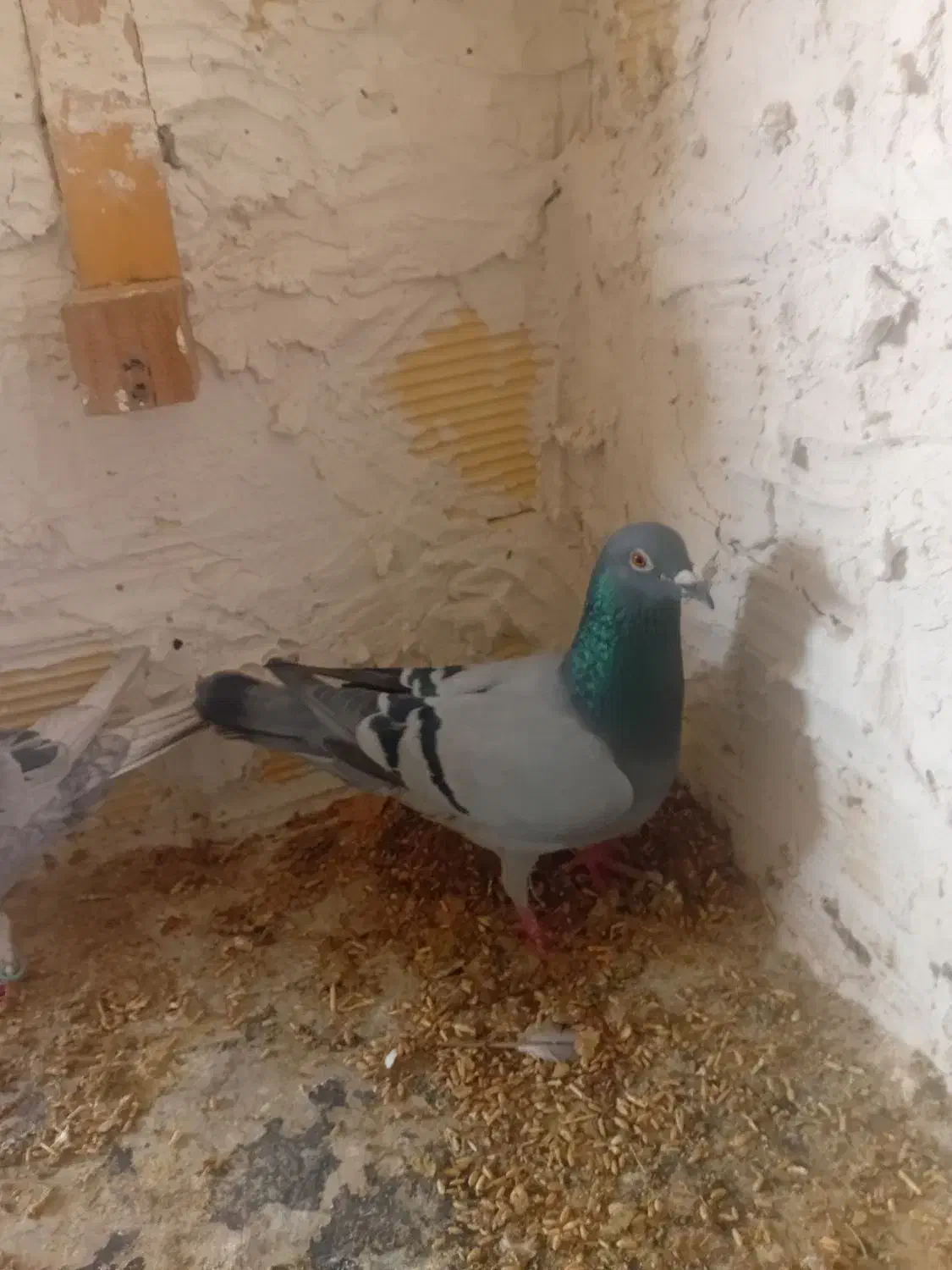 نروماده باجوجه|پرنده|اندیمشک, |دیوار