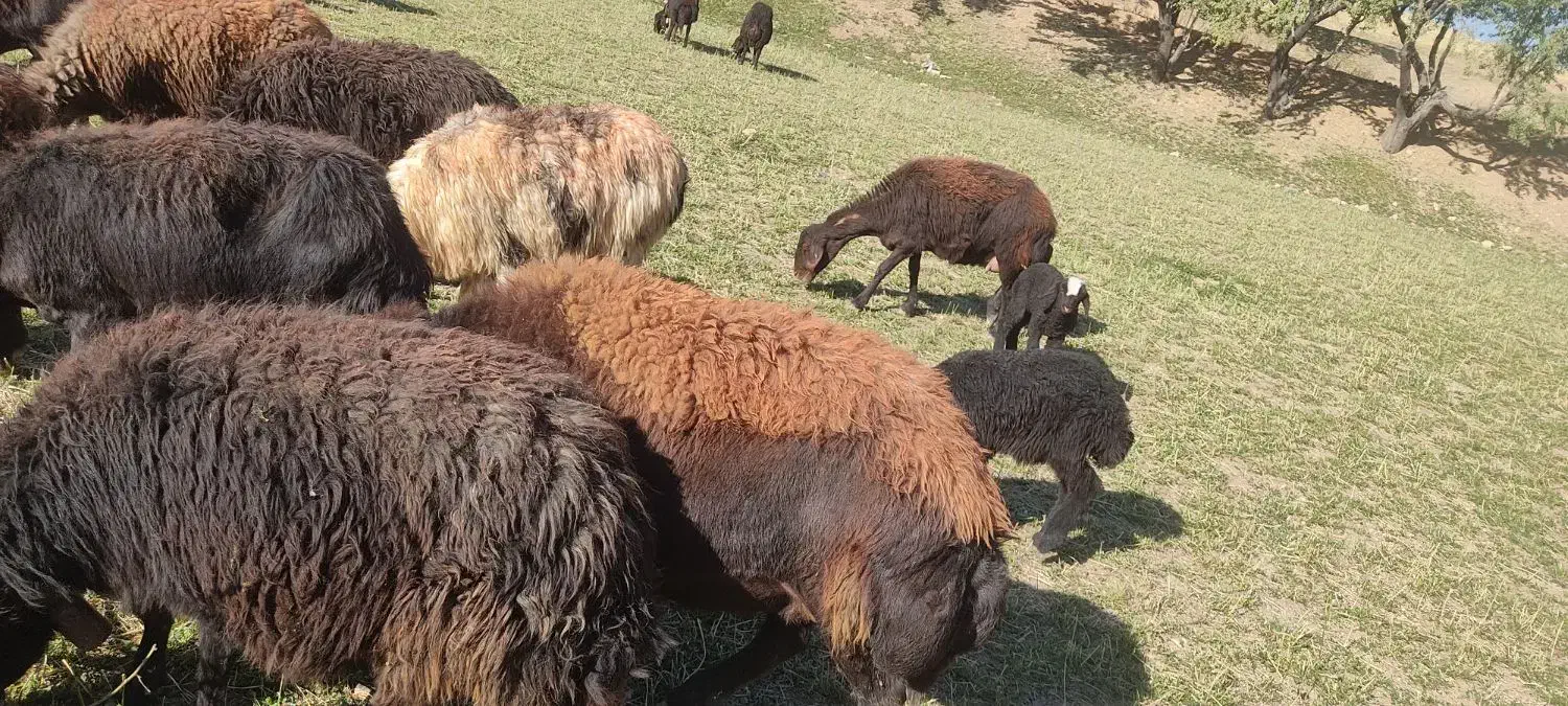 دوراس میش افشاری ابستن|حیوانات مزرعه|چادگان, |دیوار