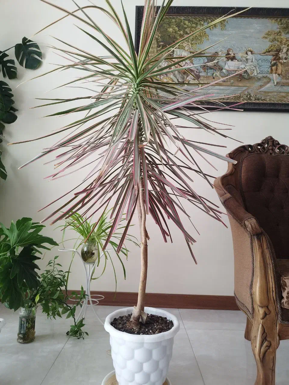 گلدان دراسنا|گل و گیاه طبیعی|کرج, باغستان|دیوار