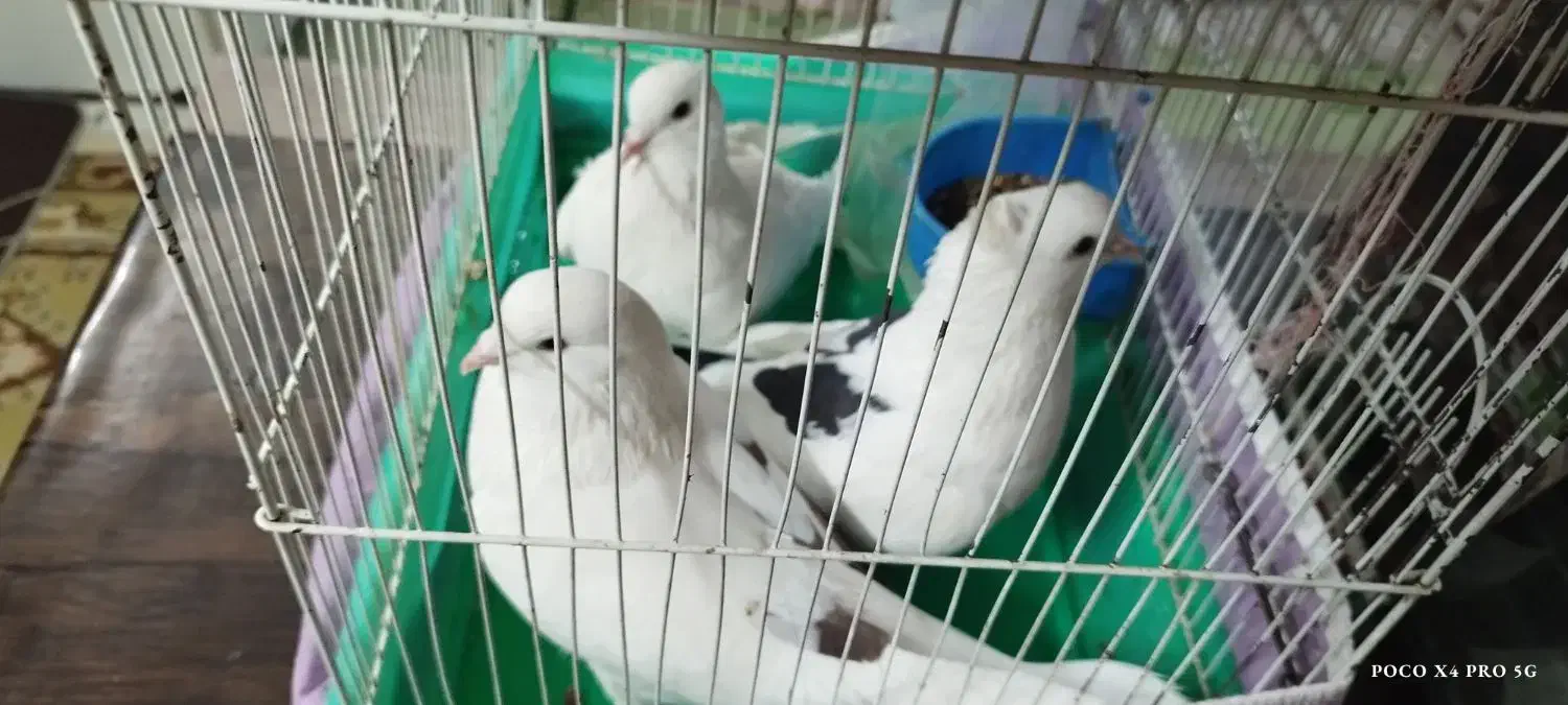 کفتر|پرنده|اصفهان, گورت|دیوار