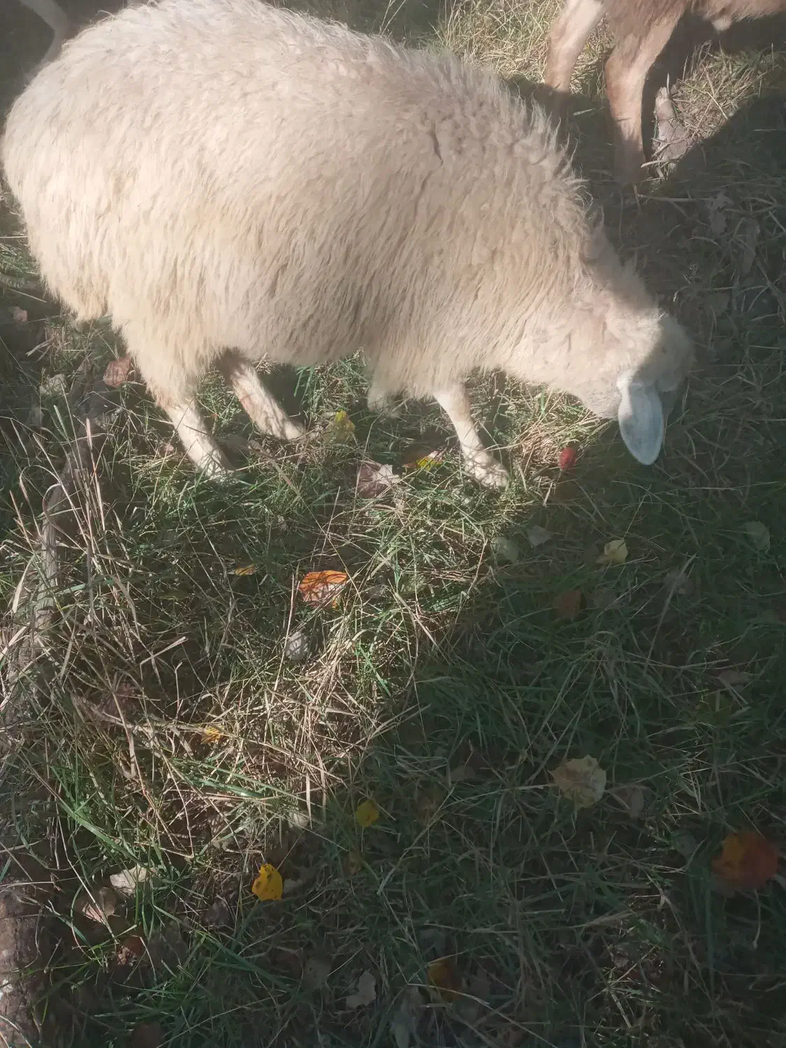 ۵ عدد توغلو ماده|حیوانات مزرعه|پارس‌آباد, |دیوار