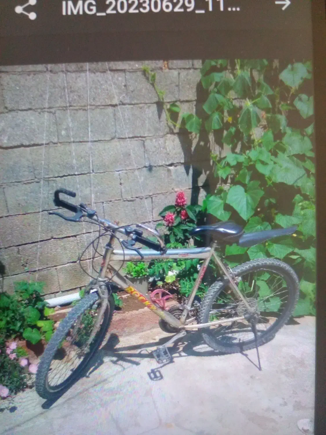 دوچرخه|دوچرخه، اسکیت، اسکوتر|تالش, طولارود|دیوار