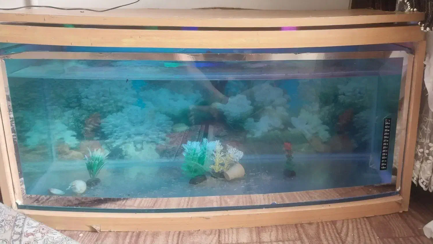 آکواریوم|ماهی|اسلام‌‌آباد غرب, |دیوار