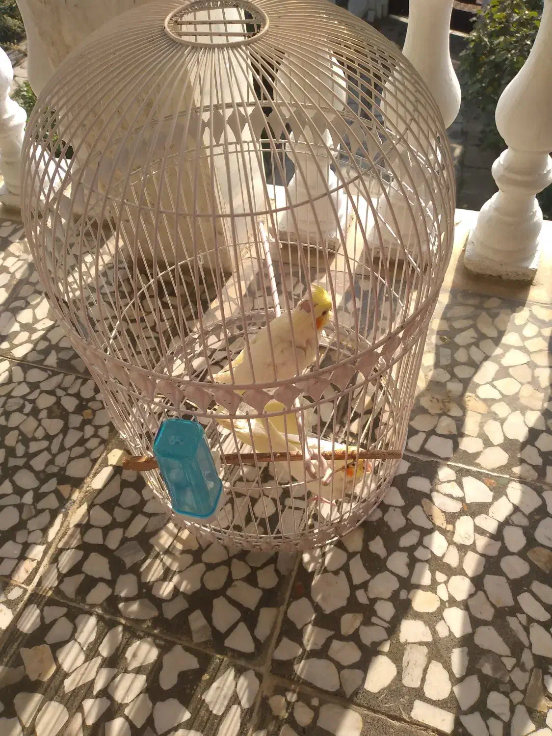 دوعدد عروس هلندی دستی|پرنده|دالخانی, |دیوار