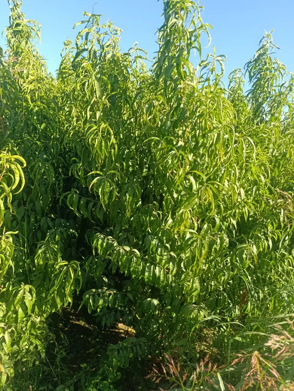 تـولـید وعرضه ی تـمامی نــهــالـها|خدمات باغبانی و درختکاری|نورآباد ممسنی, |دیوار