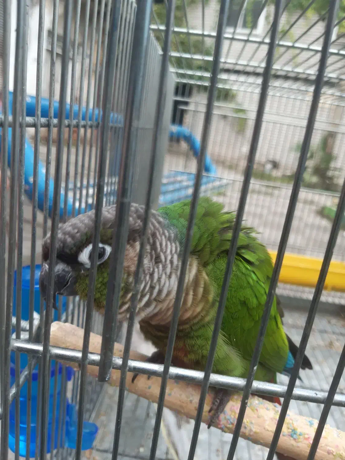 گرینچیک|پرنده|فومن, |دیوار