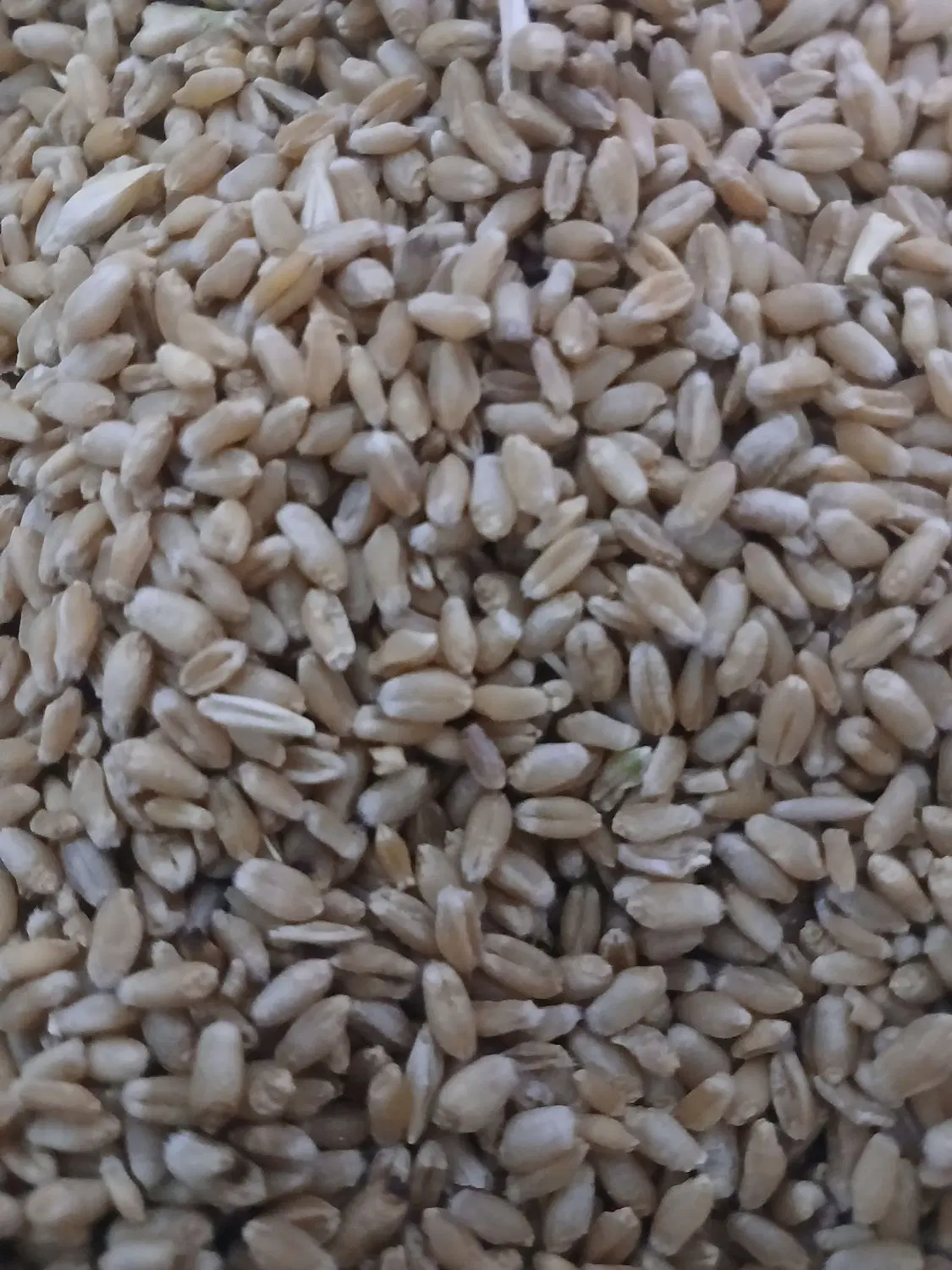 گندم|لوازم جانبی حیوانات|دزفول, |دیوار