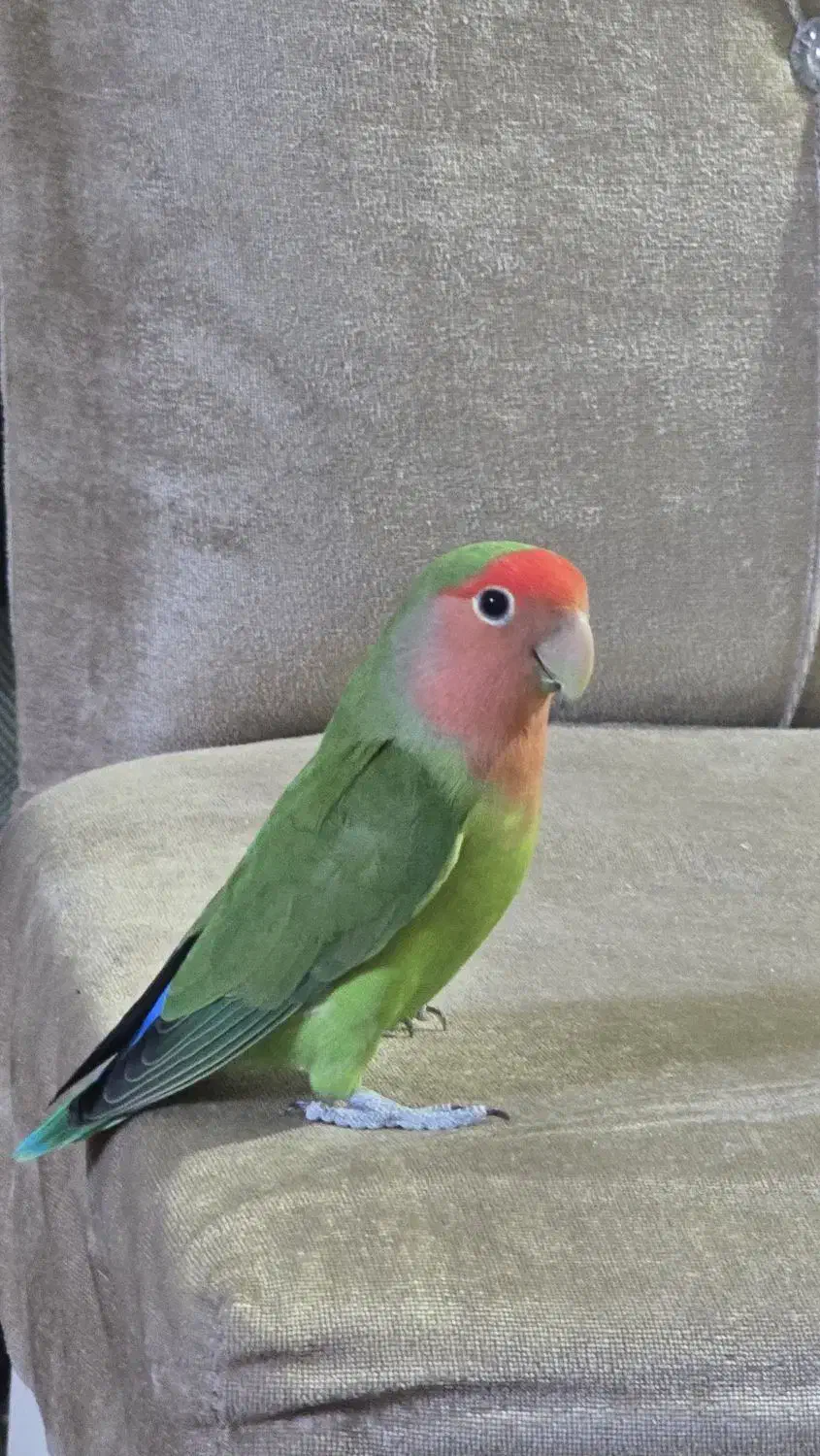 طوطی برزیلی|پرنده|اردبیل, |دیوار