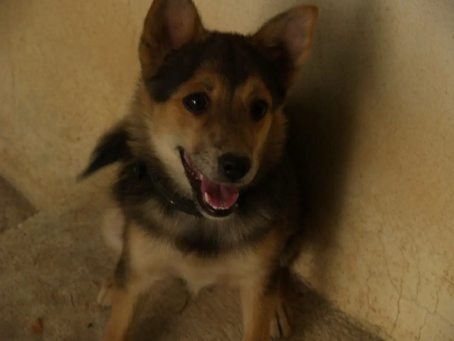 سگ پاکوتاه|سگ|بیجار, |دیوار