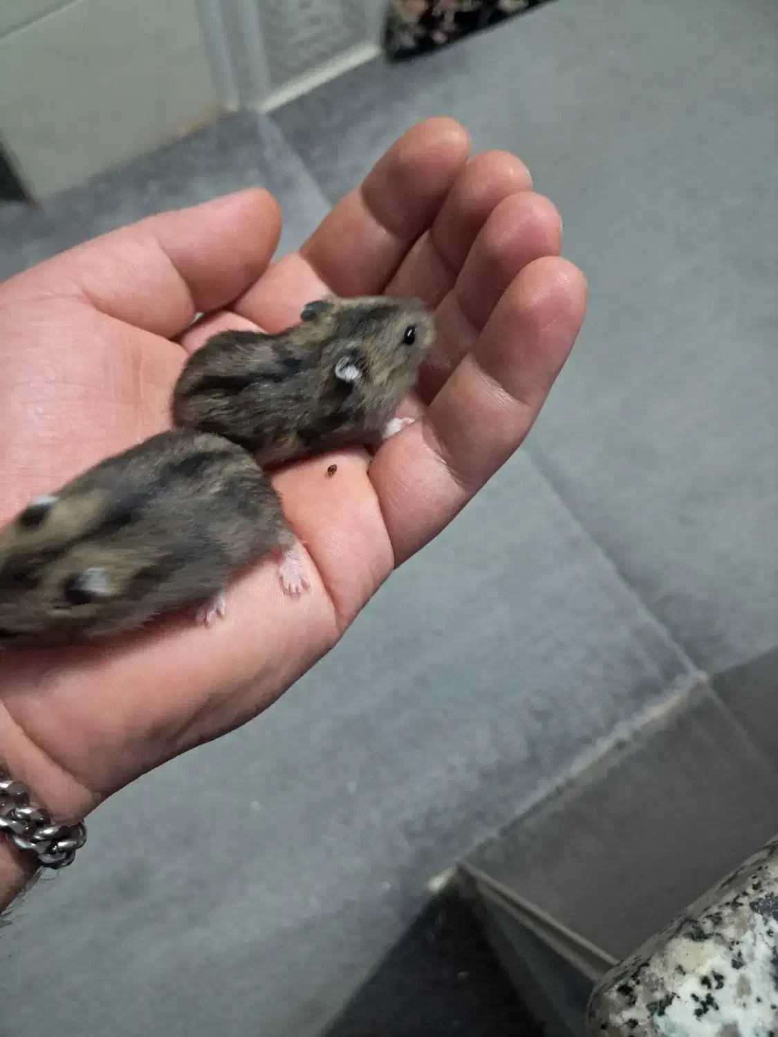 نر و ماده همستر کمپل‌ جوان|موش و خرگوش|دزفول, |دیوار