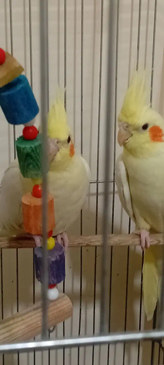 عروس هلندی بالغ|پرنده|پرند, فاز ۵|دیوار