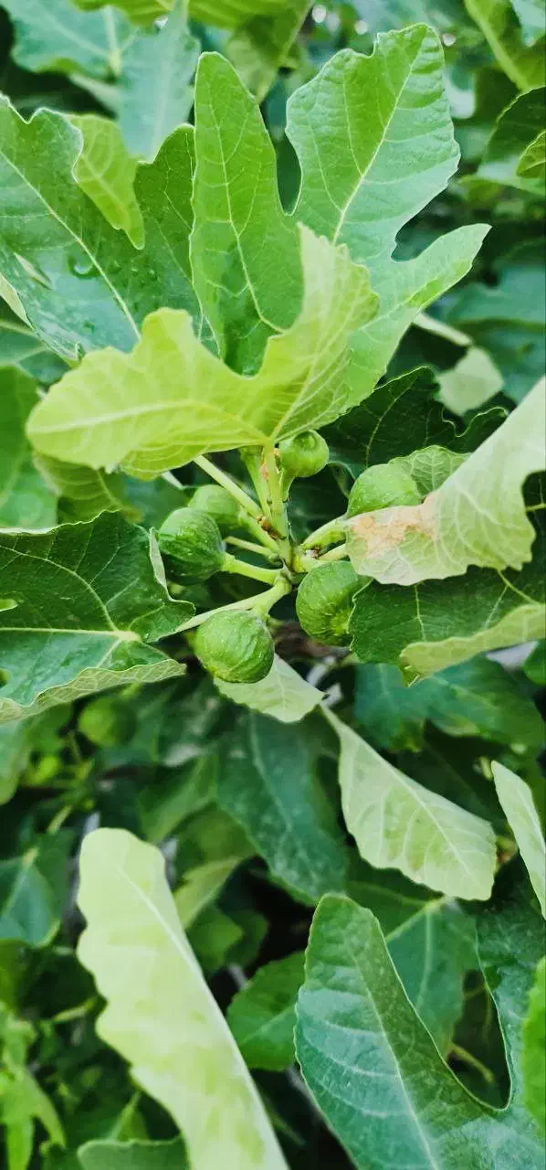 منزل ویلایی|فروش خانه و ویلا|فردوس (خراسان), |دیوار