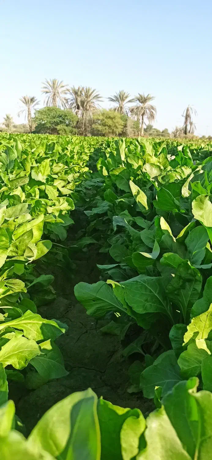 پالِک یا همون اسفناج موجوده|خوردنی و آشامیدنی|پیر سهراب, |دیوار