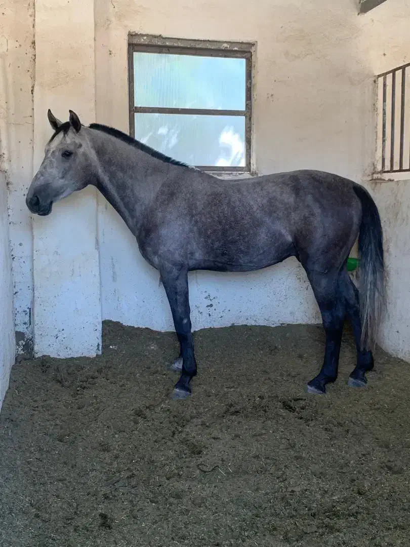 نیازمند کارگر اسب|استخدام سرایداری و نظافت|زرقان, |دیوار