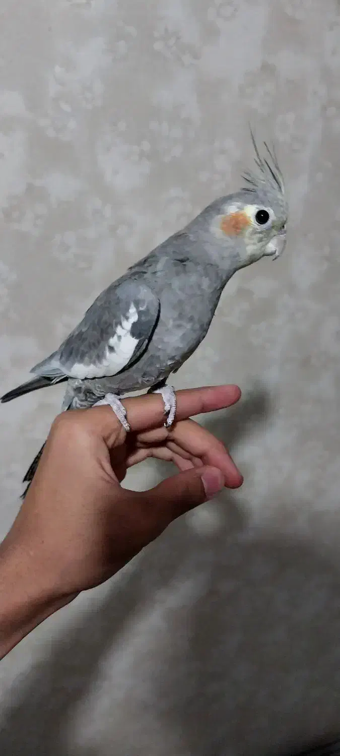 عروس هلندی یه جفت مولد با یه جوجه|پرنده|پاکدشت, پاکدشت (مامازند)|دیوار