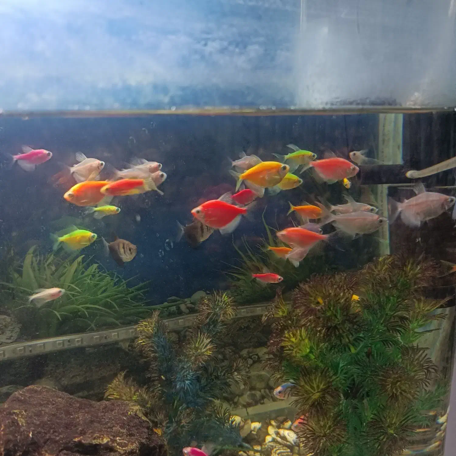 آکواریوم شیشه ای خم|ماهی|مشهد, موسوی قوچانی|دیوار