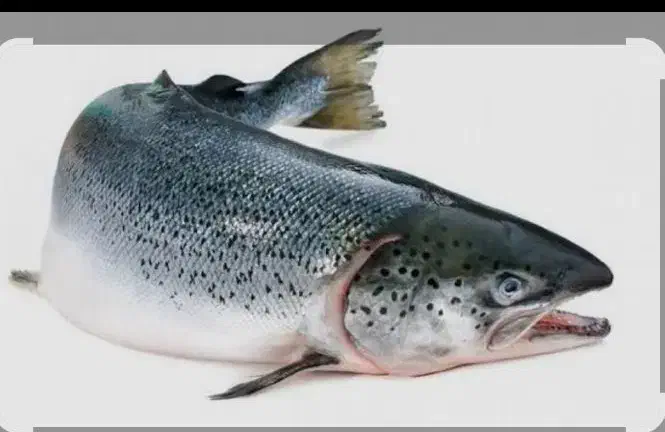 ماهی پاک شده|ماهی|کرمانشاه, |دیوار