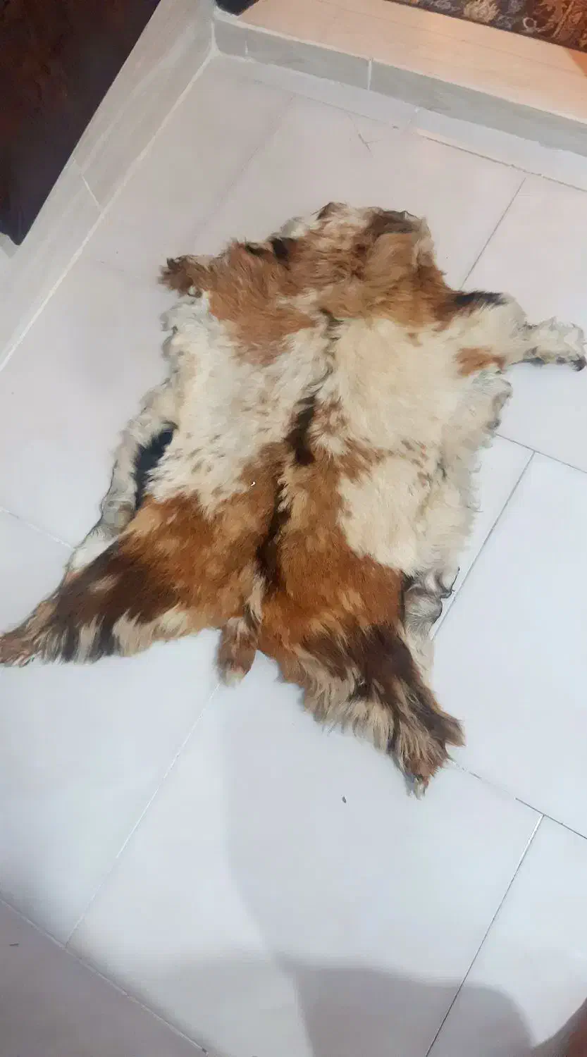 پوست بز کوهی عطیقه|مجسمه، تندیس، ماکت|مشهد, کوشش|دیوار