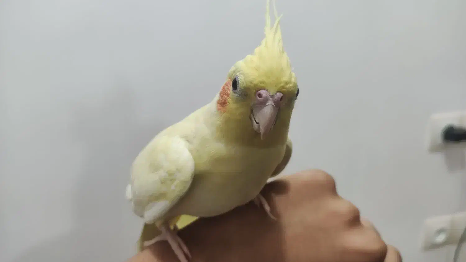 فروش عروس هلندی جفت دستیه دستی|پرنده|لامرد, |دیوار