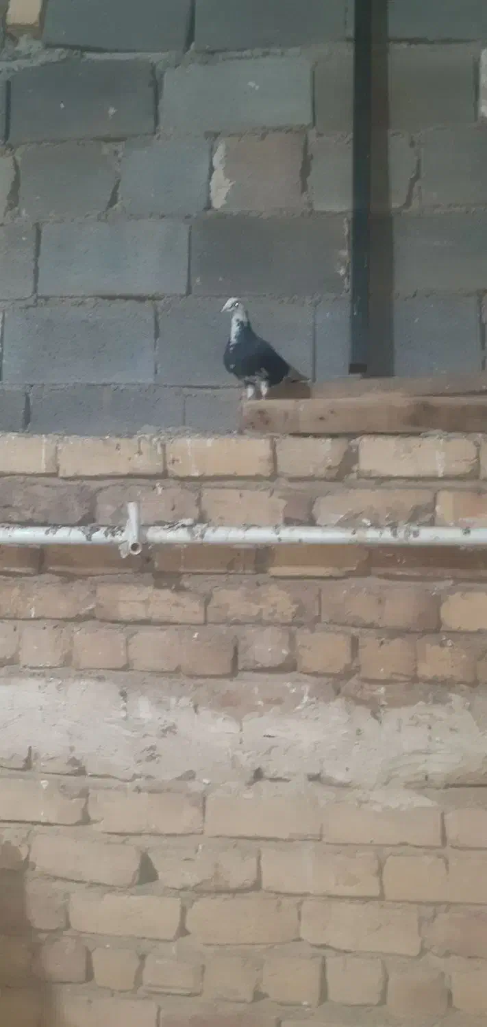 ابلغ سیاه|پرنده|مرودشت, نقش رستم|دیوار