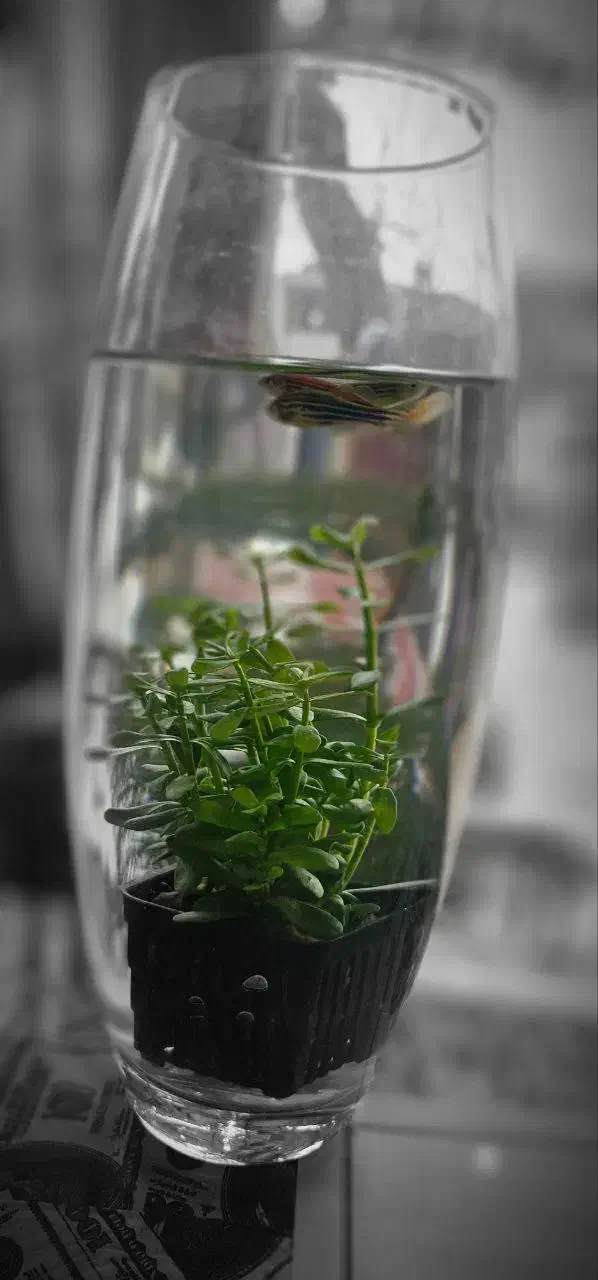 مغازه بهترین مکانیت شهر|اجارهٔ مغازه و غرفه|تربت جام, المهدی|دیوار