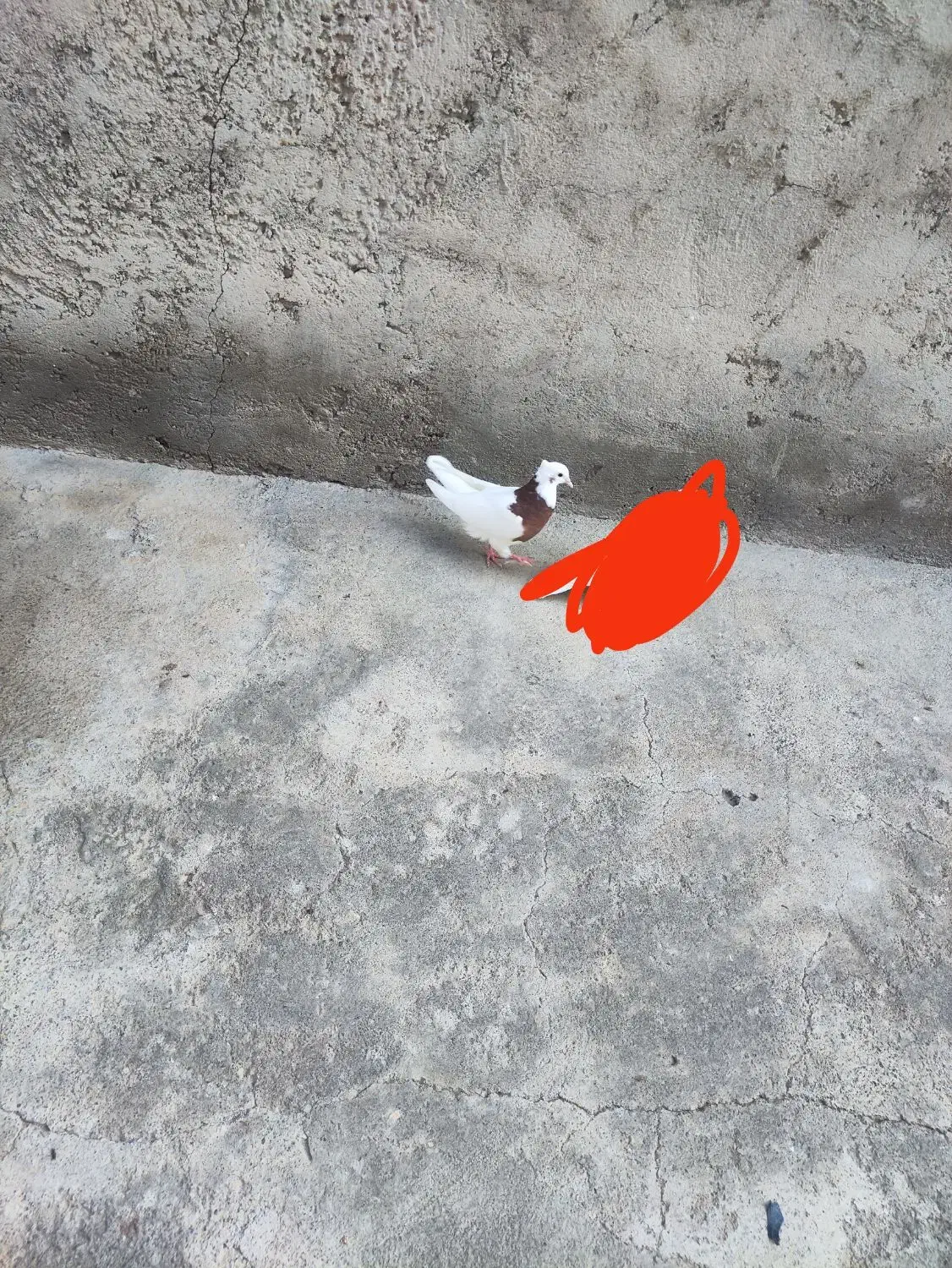 طوقی|پرنده|بناب, |دیوار