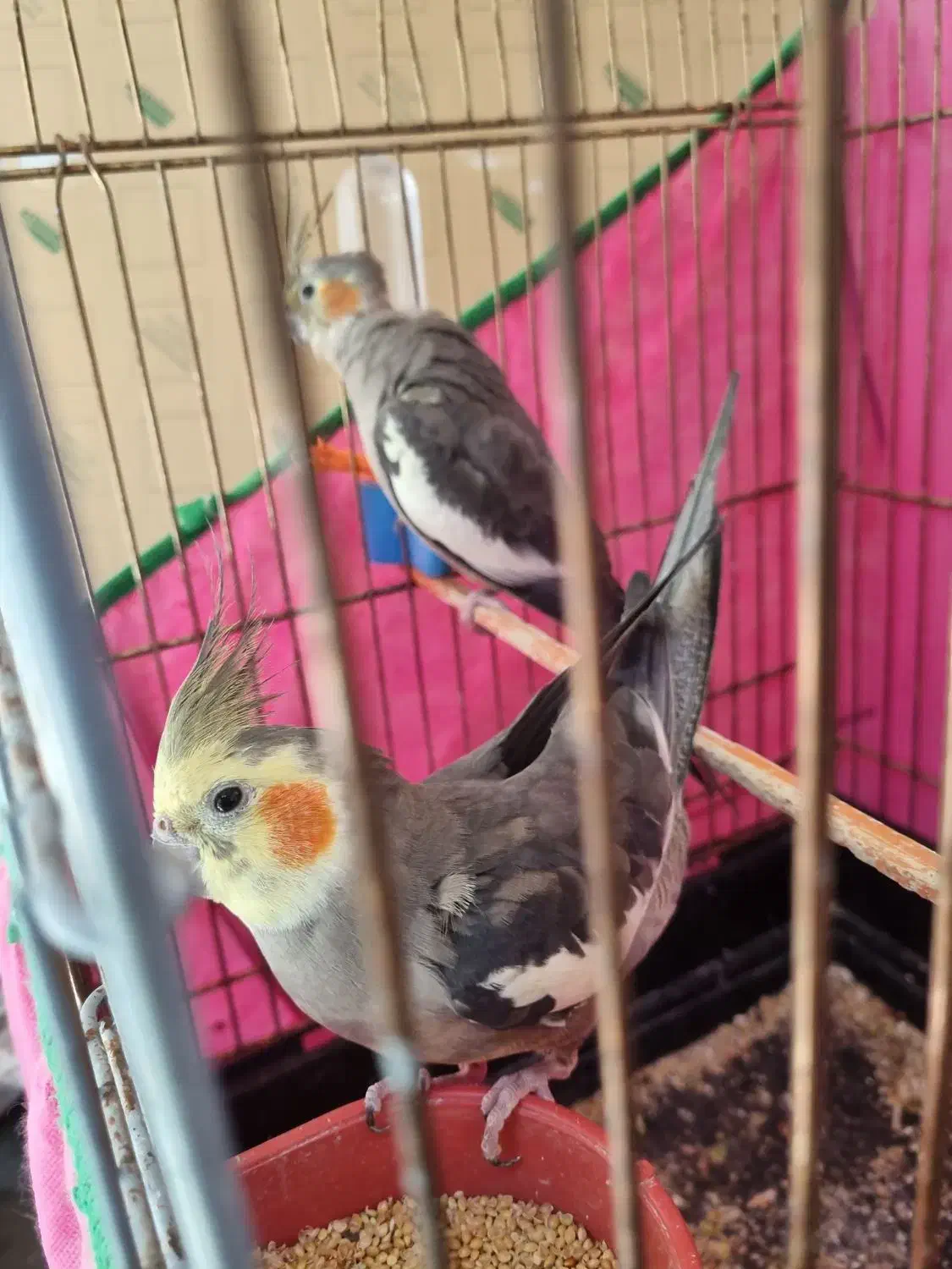 عروس هلندی|پرنده|تهران, ائمه اطهار|دیوار