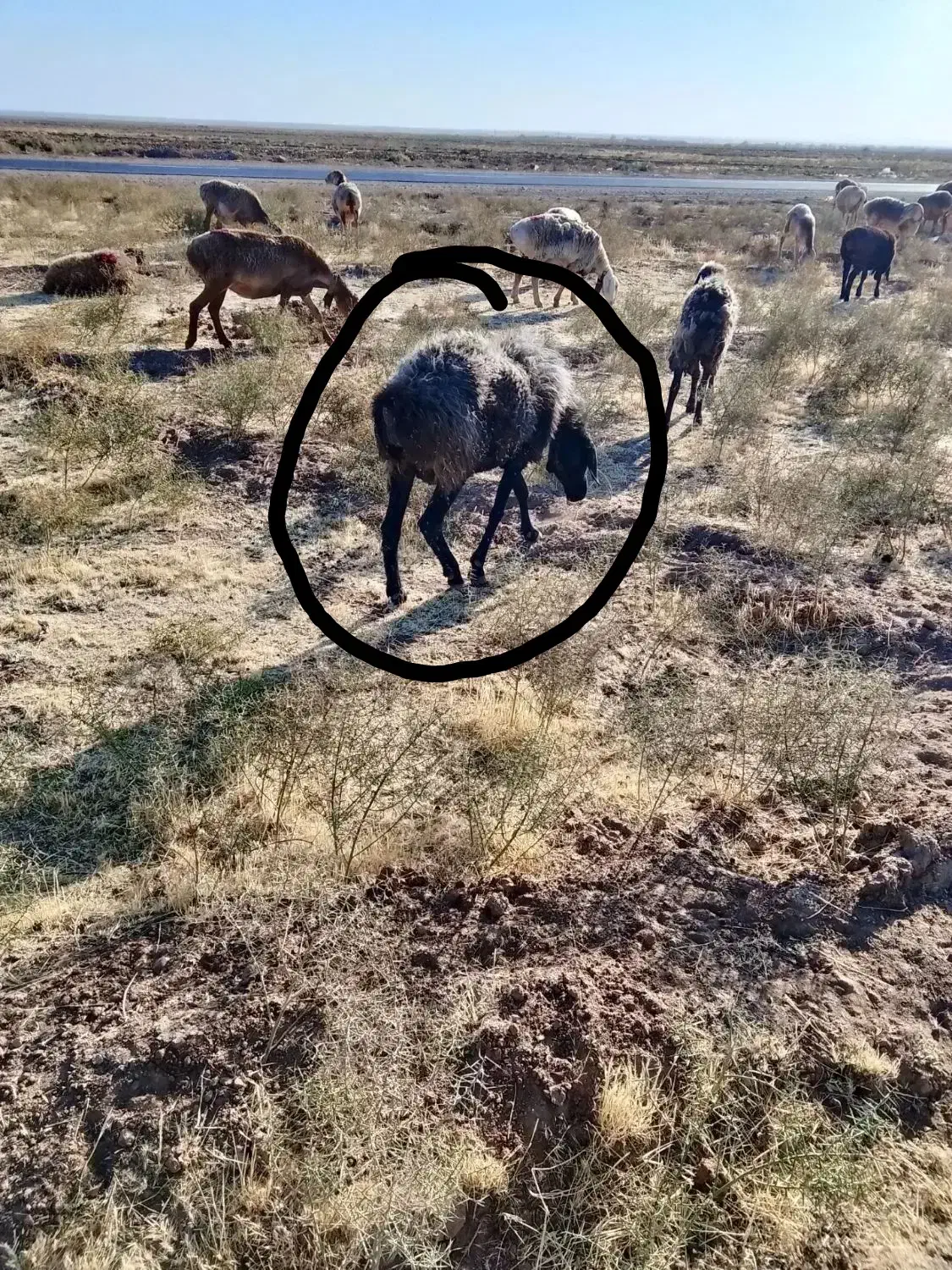 میش بره|حیوانات مزرعه|مشهد, کوشش|دیوار