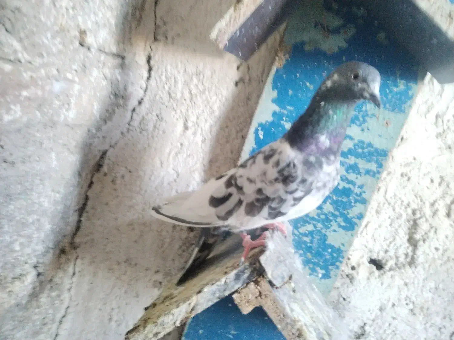 11 کفتر|پرنده|کرج, حصار|دیوار