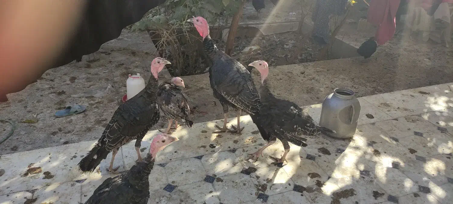 بوقلمون برنز 5ماهه|حیوانات مزرعه|خمینیشهر, |دیوار