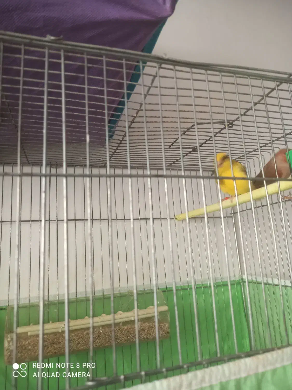 تعدادی قناری نروماده با کیفیت|پرنده|تبریز, |دیوار