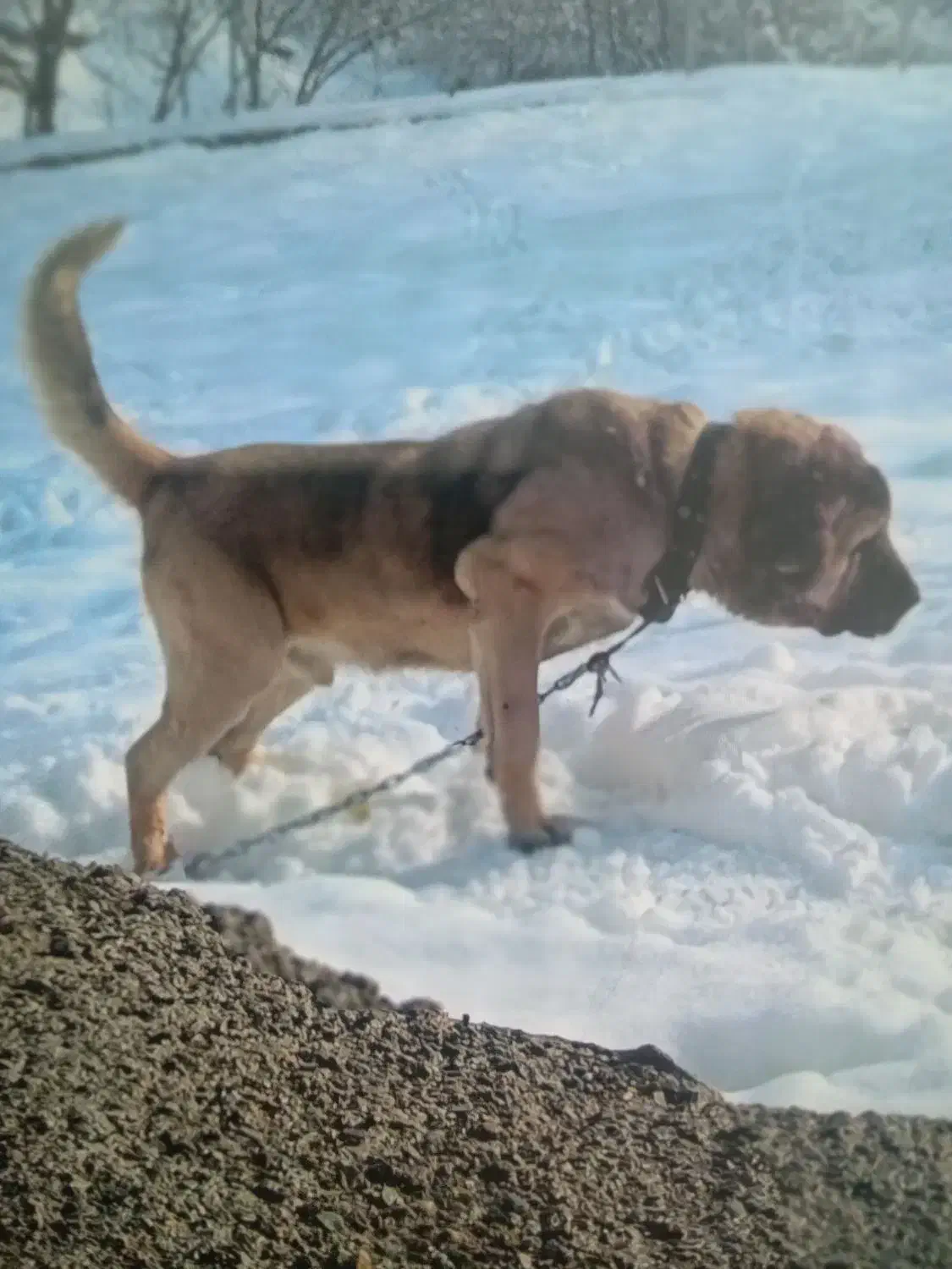 سگ سرابی اصل|سگ|مریوان, |دیوار