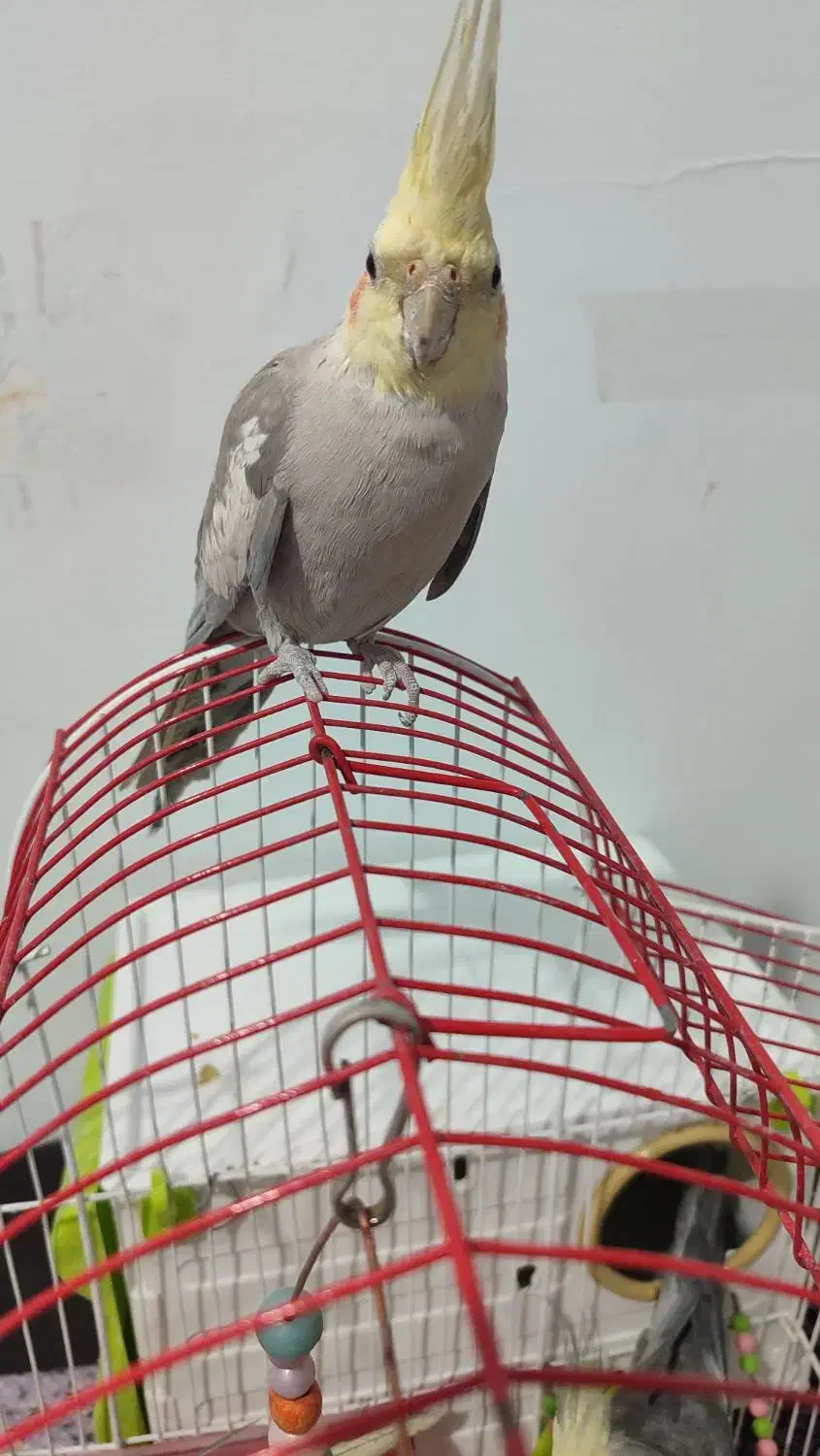 عروس هلندی|پرنده|مریوان, |دیوار