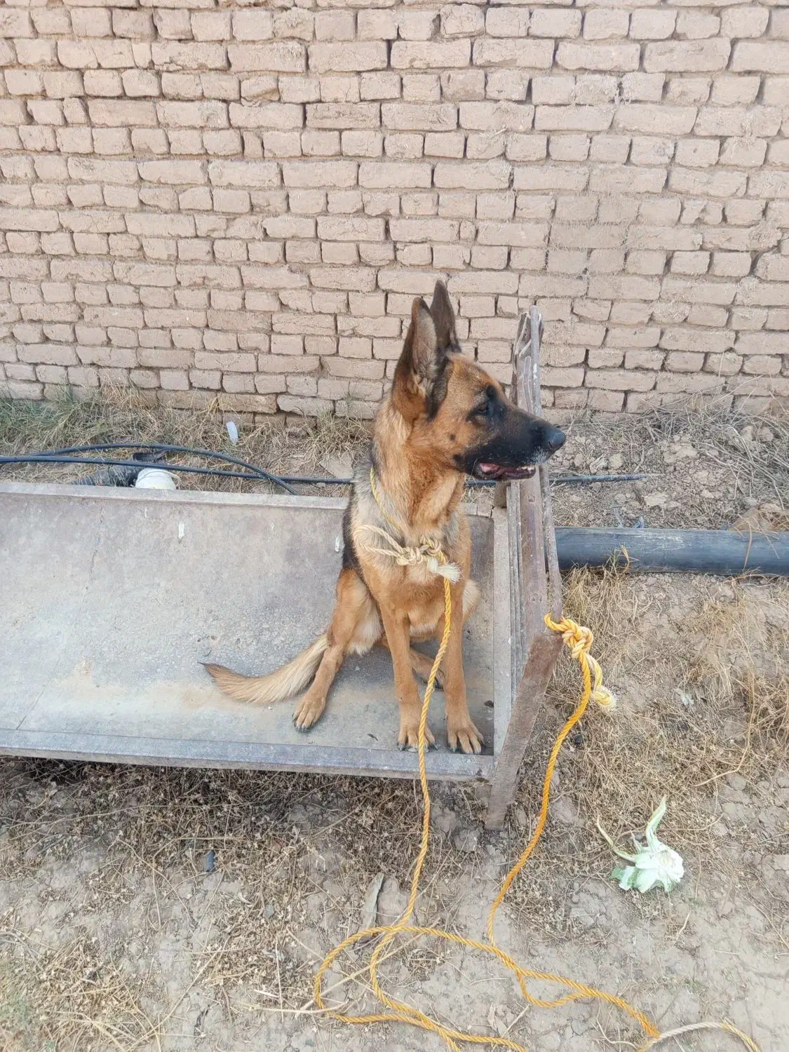 سگ ژرمن ماده جوان|سگ|تاکستان, |دیوار