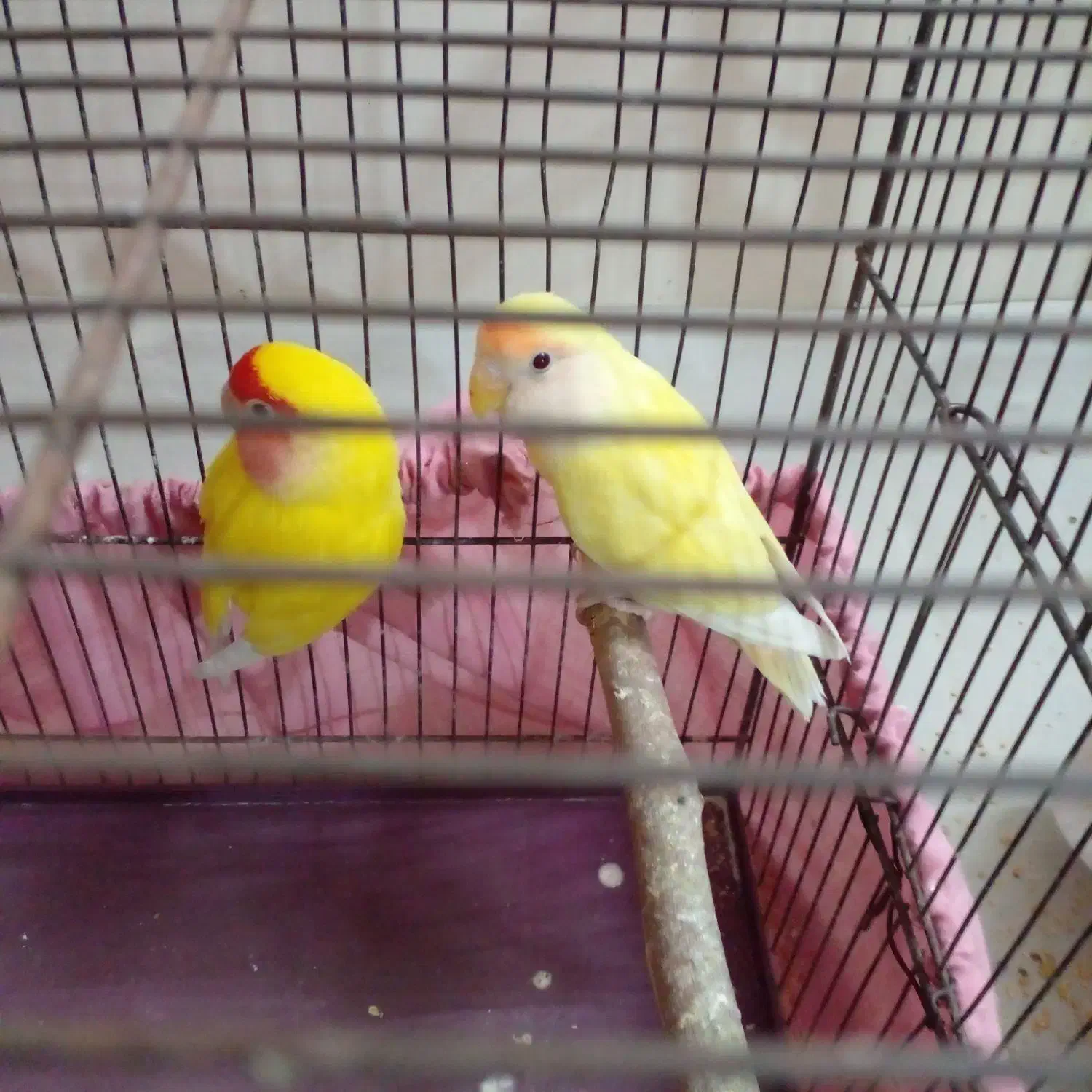 طوطی برزیلی طوطی کوتوله زرد|پرنده|نسیم‌شهر, |دیوار