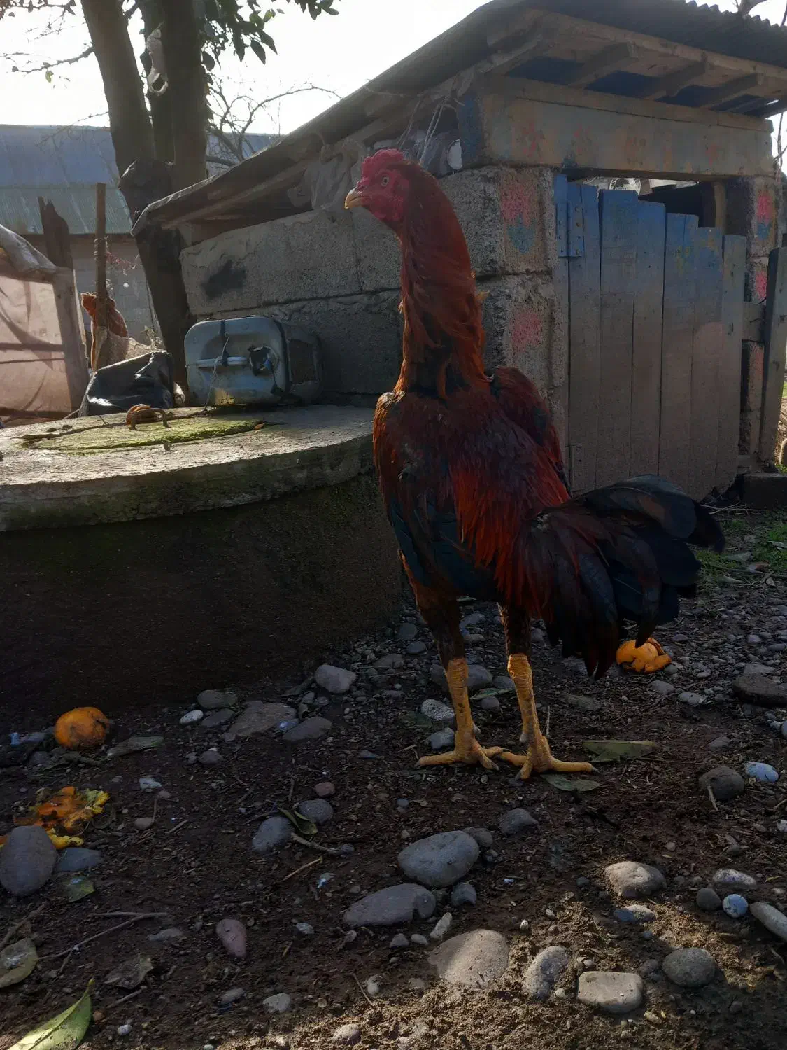 خروس لاری|حیوانات مزرعه|رشت, فلسطین|دیوار