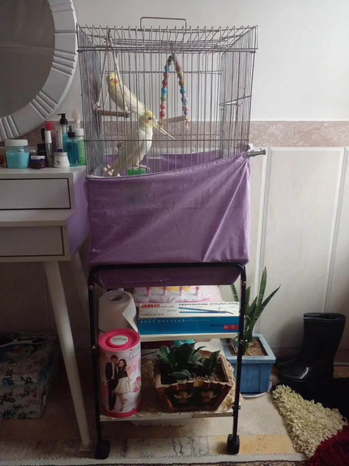 عروس هلندی نروماده ۱ساله لوتینو باقفس ولوازم|پرنده|شهریار, شهریار|دیوار