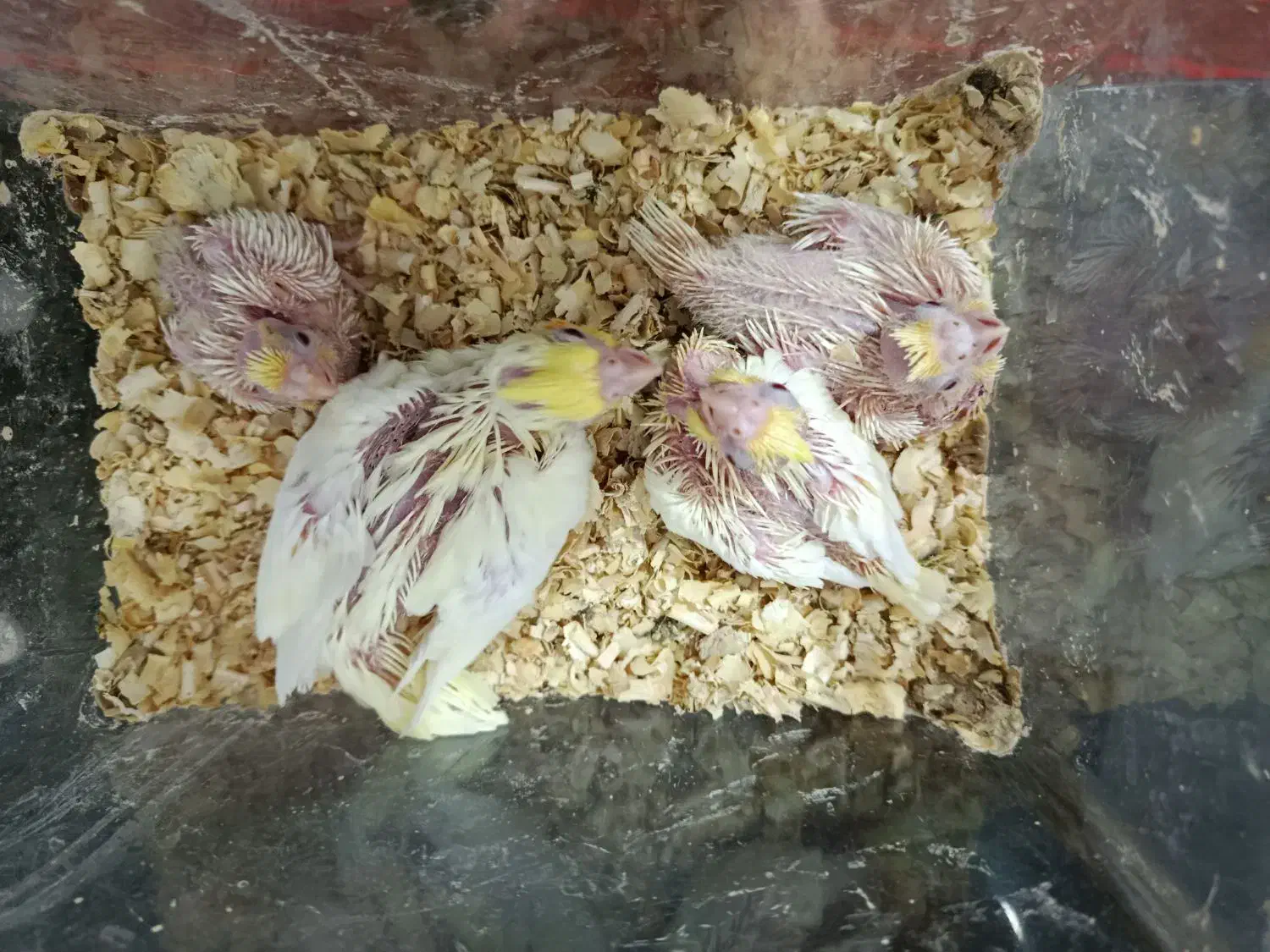 طوطی سرلاکی|پرنده|بهبهان, |دیوار