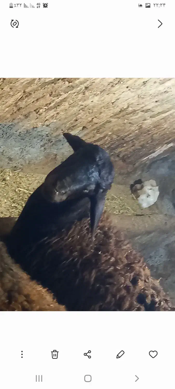 گوشت تازه بره نر|خوردنی و آشامیدنی|دهگلان, |دیوار