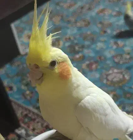 عروس هلندی|پرنده|شاهین‌شهر, فردوسی|دیوار