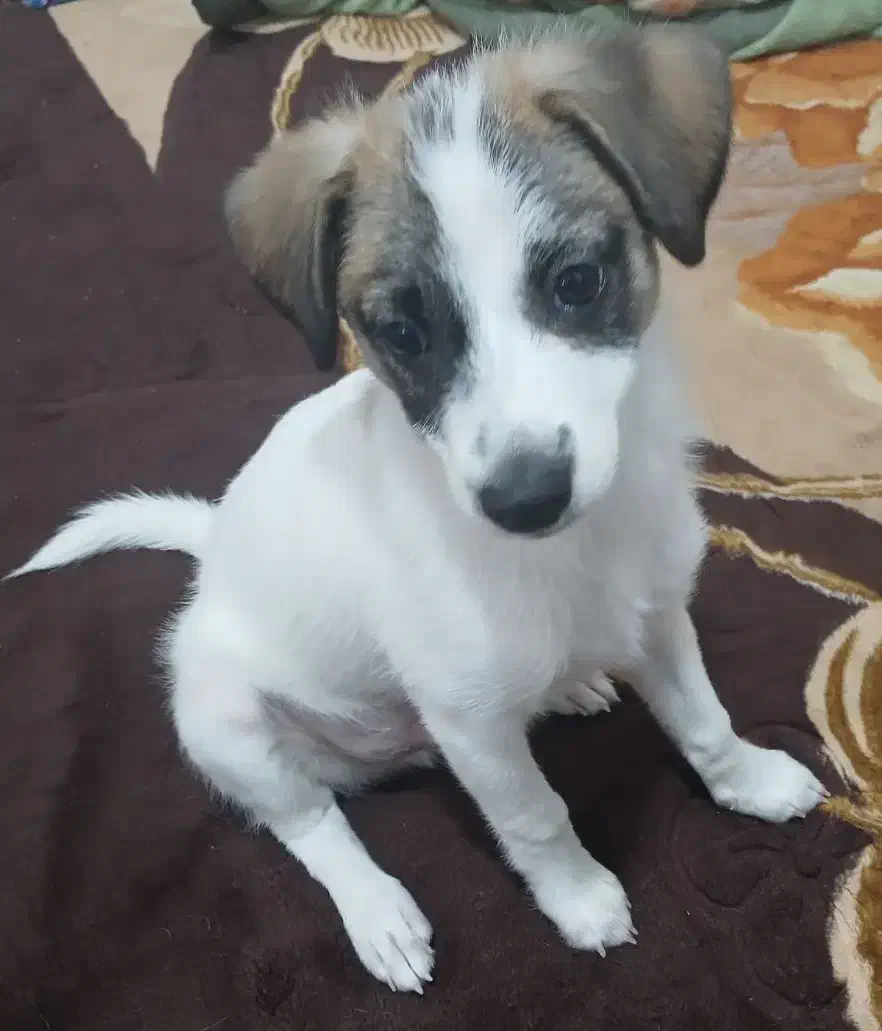 واگذاری سگ خانگی|سگ|اصفهان, بهاران|دیوار